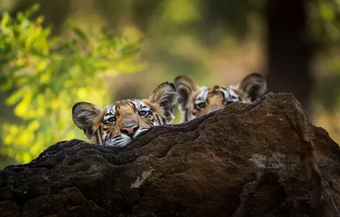 GALERIE FOTO. În această seară, se termină serialul documentar „Dinastii”, cu episodul „Tigrul”