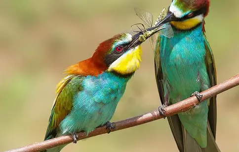 Emisiunea „Digi Animal Club” revine cu noi ediții din 6 iunie la Digi Animal World