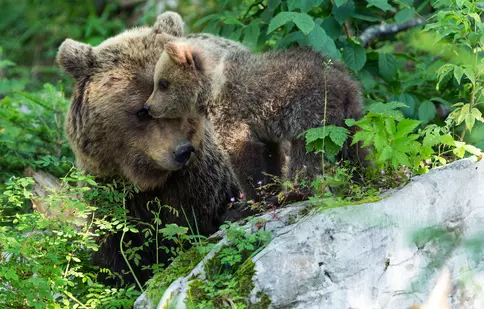 (P) Reîntoarcerea urșilor