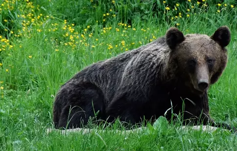 „Arthur şi fraţii săi”- ancheta ce încheie sezonul „Dosar România”, la TVR 1