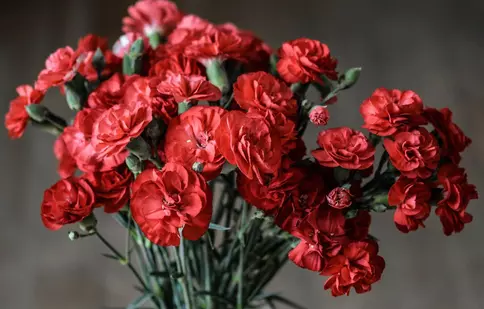 (P) Garoafa – o floare plină de sentimente