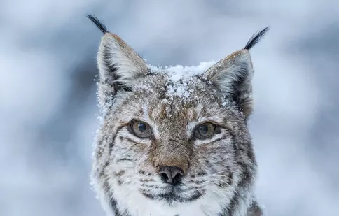 Premierele zilei, 17 septembrie: „The Human Voice”, „Lux Æterna”, „Boss Baby: Afaceri de familie” și „România sălbatică” intră în cinematografe