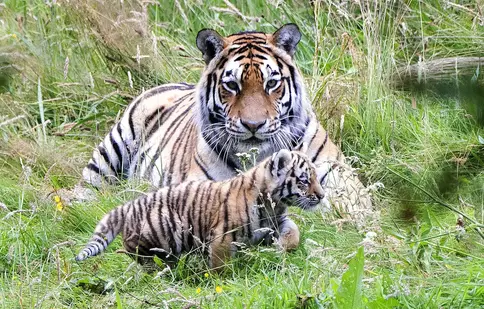 Netflix a lansat trailerul pentru „Tiger King 2”. Când va avea premiera