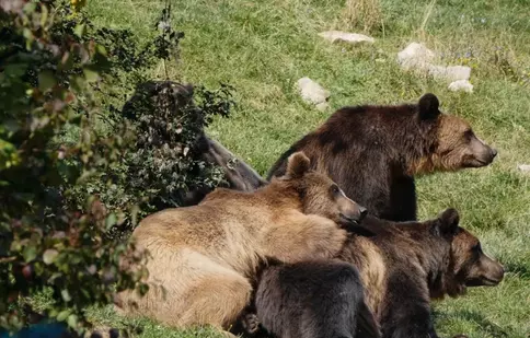 Sanctuarul de urşi de la Zărnești, în centrul atenției, la „Dosar România”. „Cred într-un cer fără gratii”