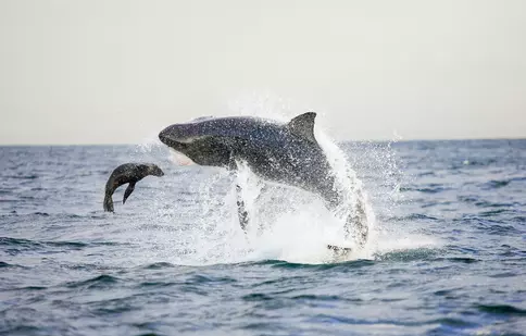 Shark Week 2022 începe la Discovery. Documentarele în premieră