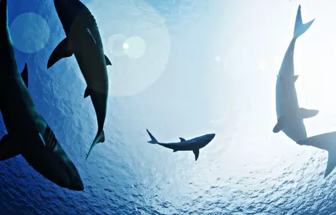 Sharkfest începe la National Geographic Wild cu premiera „Fălci versus bărci”. Ce alte documentare sunt în program