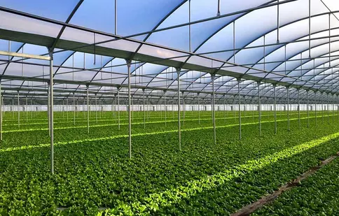 De ce ai nevoie in gradina ta de un solar pentru cultivarea legumelor ?