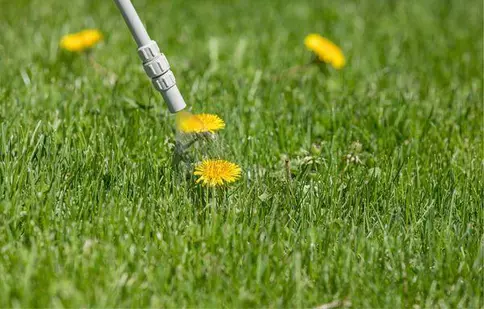 Cum alegi erbicidul potrivit culturii tale de legume