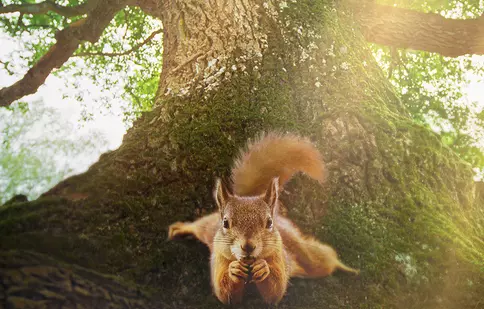 „Stejarul și locuitorii săi”, filmul care te duce mai aproape de inima naturii, intră în cinematografe