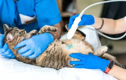 Tot ce trebuie să știi despre acneea felină - de ce este important să te prezinți cu pisica la medic în Suceava