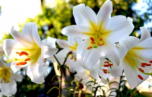 Cum se îngrijesc corect crinii imperiali? 7 sfaturi utile