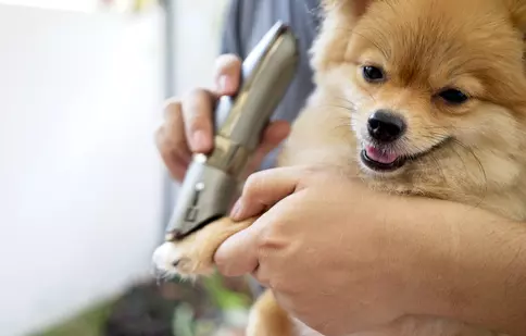 Tunsul câinilor cu blană lungă: Ghid practic