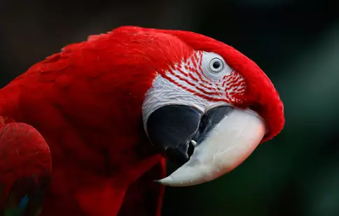 Păsările dorm și visează în timpul zborului?