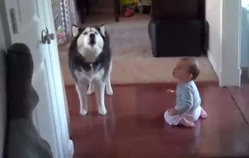 Bebelușul, imitat de câinii familiei