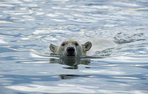 Documentarul „Sălbăticia Alaskăi” are premiera, duminică, la BBC Earth
