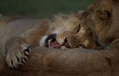 Seria de documentare „Luna feline” revine pe Nat Geo Wild din ianuarie