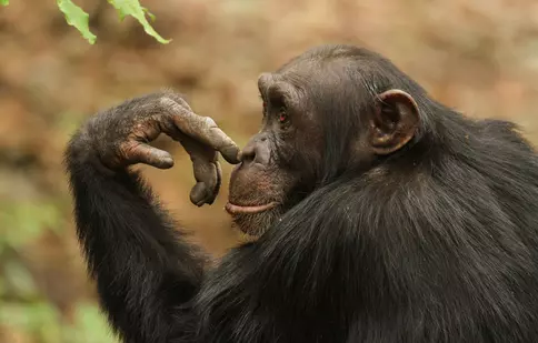 GALERIE FOTO. „Cimpanzeii”, primul episod al seriei „Dinastii”, va fi difuzat astăzi de BBC Earth