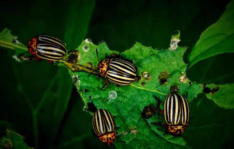(P) Protejează-ți recoltele de legume eficient cu insecticide Esenzi !