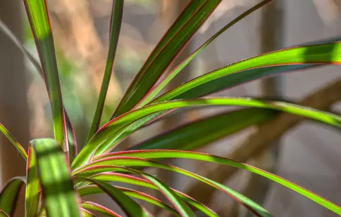 Dracena – floarea fericirii