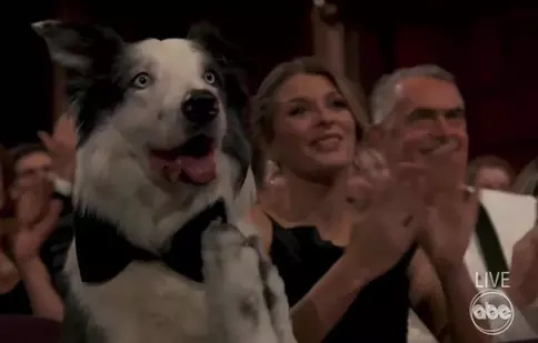 Messi, cățelul din „Anatomia unei prăbușiri”, are propria emisiune TV. Ce știm despre show-ul pregătit pentru „George Clooney în variantă canină”