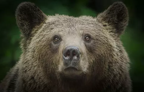 „Transilvania: urșii din spatele casei”, un documentar filmat în România, în premieră la Viasat Nature. Programul de difuzare
