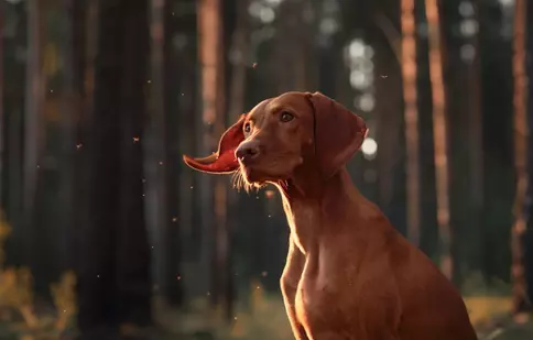 Vizsla maghiară: temperament și recomandări pentru îngrijirea corectă a acestei rase