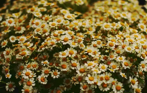 Remedii din plante care te susțin în sezonul rece: ce ingrediente naturale stau la baza suplimentelor pentru răceală