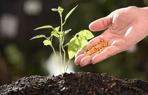 Îngrășăminte – rolul lor în îngrijirea plantelor și greșelile care fac mai mult rău decât bine