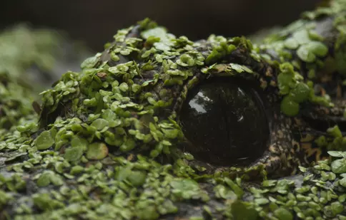Ce vedem la National Geographic și National Geographic Wild în octombrie 2026. Premierele lunii