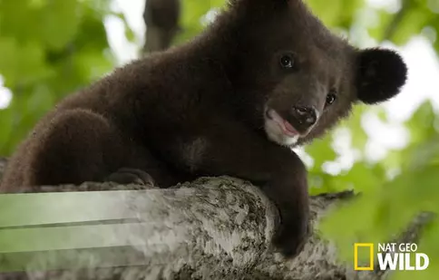 „Destination Wild” are premiera astăzi la Nat Geo Wild
