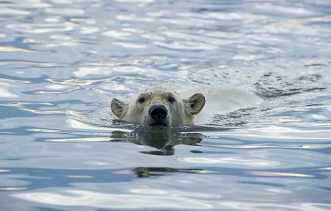 Documentarul „Sălbăticia Alaskăi” are premiera, duminică, la BBC Earth