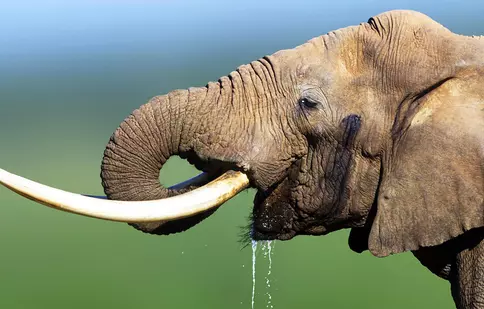 Documentarul „Atuurile animalelor” are premiera astăzi la BBC Earth | FOTO