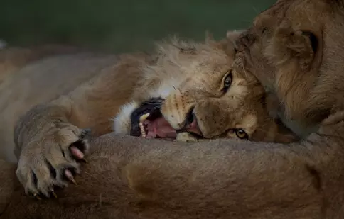 Seria de documentare „Luna feline” revine pe Nat Geo Wild din ianuarie