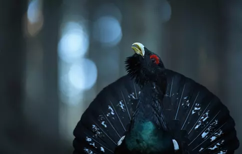 „Mai avem motive de bucurie, trebuie doar să deschidem ochii să le vedem”. „România sălbatică” intră de mâine în cinematografe