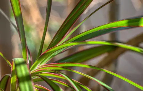Dracena – floarea fericirii