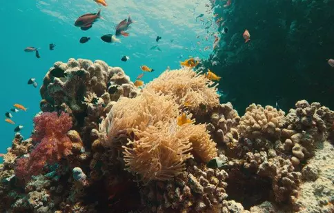 Discovery difuzează un documentar inedit: „Lupta din adâncuri: Reciful de corali”. Când are premiera