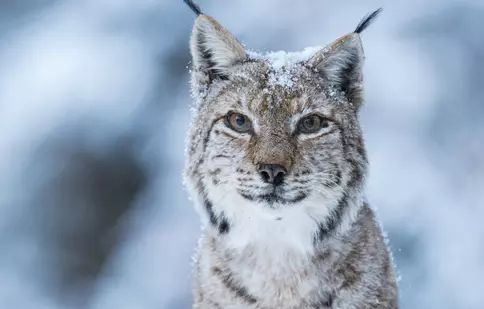 Maraton România sălbatică, de 1 decembrie pe Discovery. Program difuzărilor
