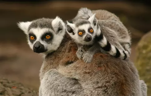 Noutățile lunii februarie 2025 la National Geographic și National Geographic Wild