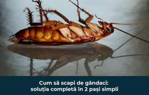 Cum să scapi de gândaci: soluția completă în 2 pași simpli
