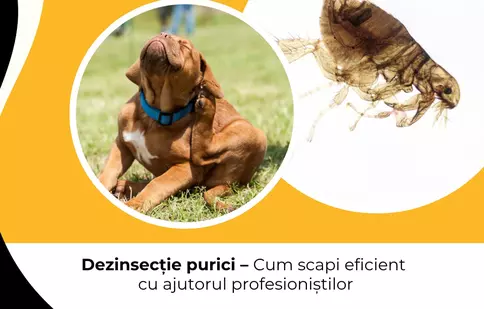 Dezinsecție purici – Cum scapi eficient cu ajutorul profesioniștilor