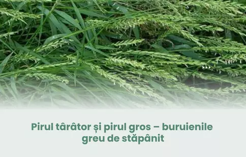 Pirul târâtor și pirul gros – buruienile greu de stăpânit