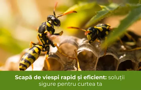 Scapă de viespi rapid și eficient: soluții sigure pentru curtea ta