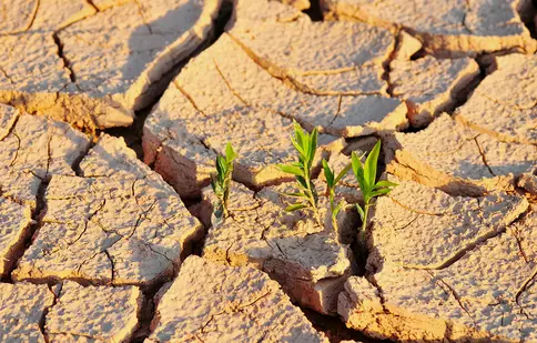 Top 5 culturi rezistente la secetă pentru climatul românesc