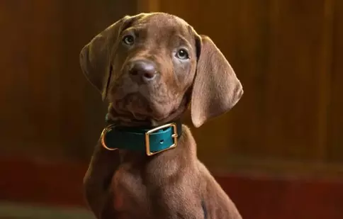 Prima imagine cu noul Scooby-Doo! Netflix lansează un serial live-action în care personajul e un câine real