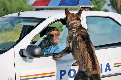 Hogaș (Gheorghe Visu) și ciobănescul german (Cara)