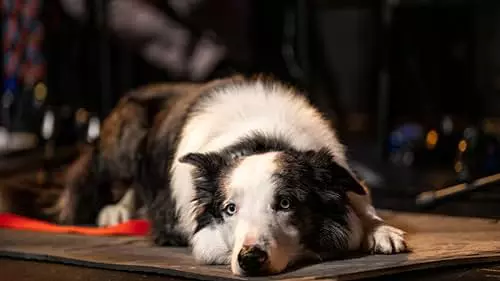 Cum a fost antrenat câinele din „Anatomia unei prăbușiri”, premiat cu Palm Dog