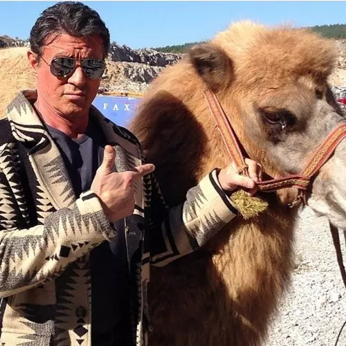 poze-animale-amuzante-vedete-sylvester-stallone.jpg