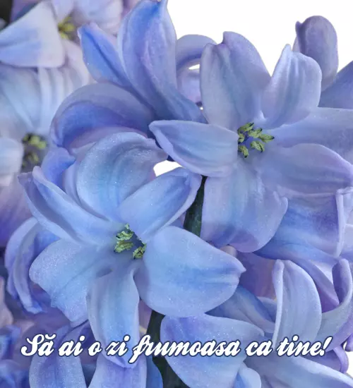 poza-de-8-martie-cu-zambile