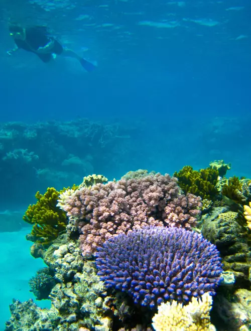 Marea Bariera de Corali