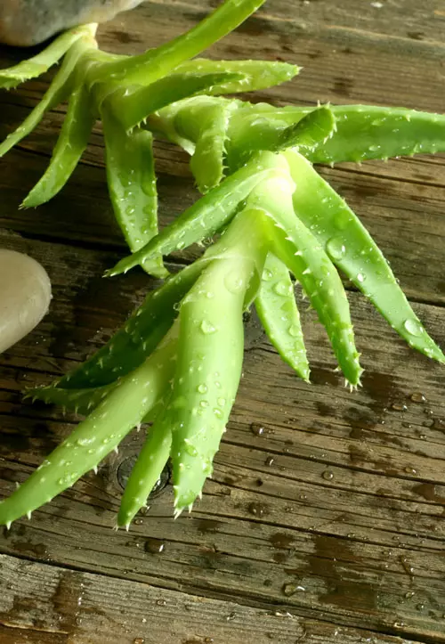 Aloe Vera